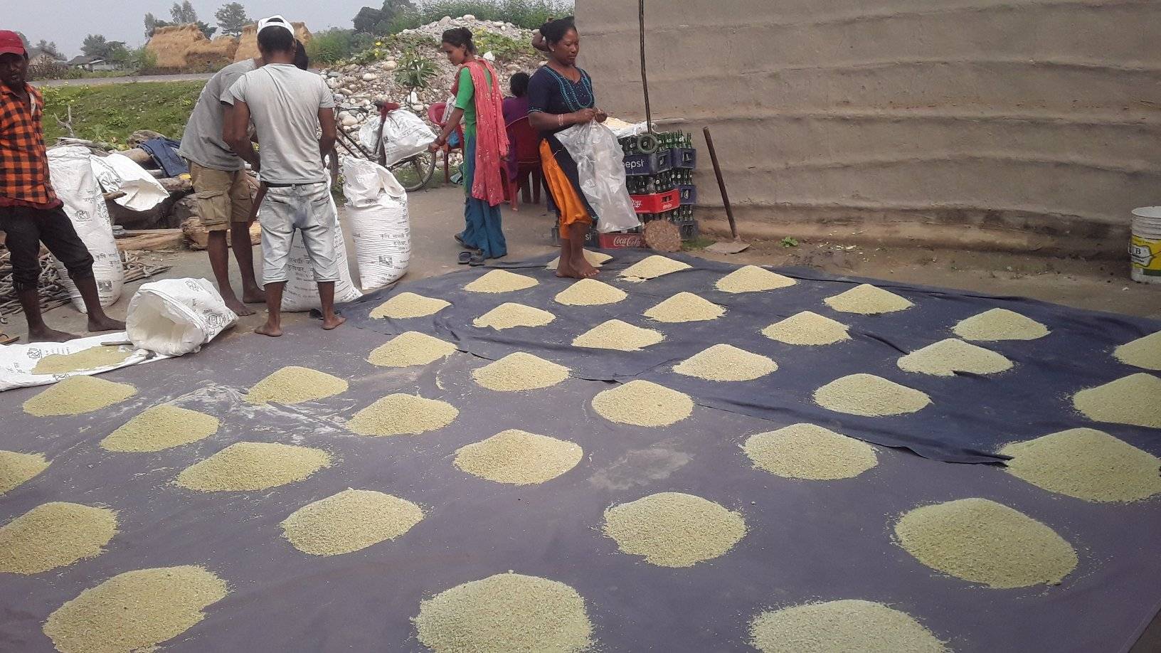 बर्दियामा मलको हाहाकारः किसानको भागमा १–१ कचौरा, सुंघ्नु कि हाल्नु ?